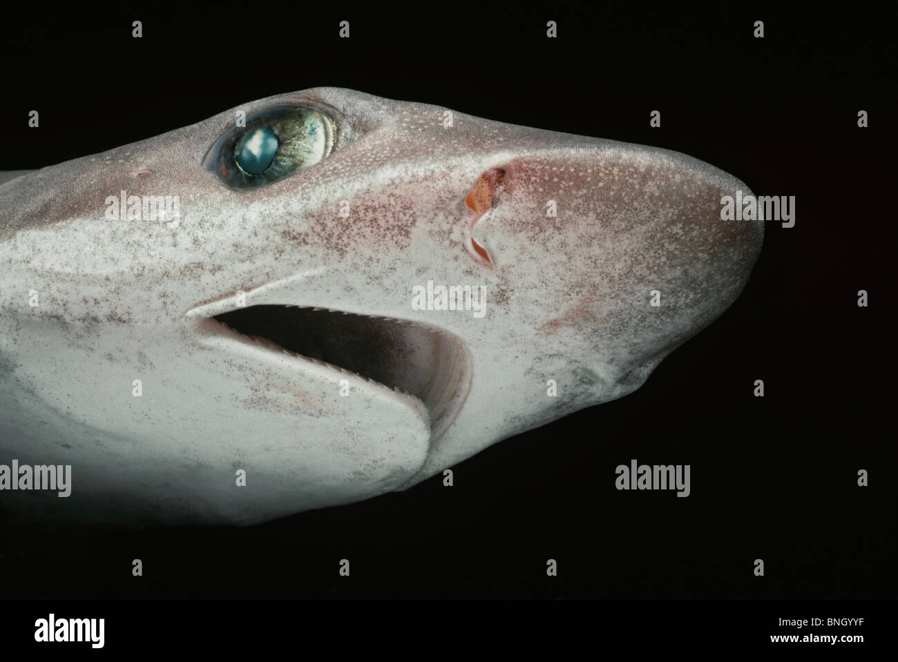 Moses Smoothhound Shark (Mustelus mosis), Gulf of Aqaba - Red Sea. Stock Photo
