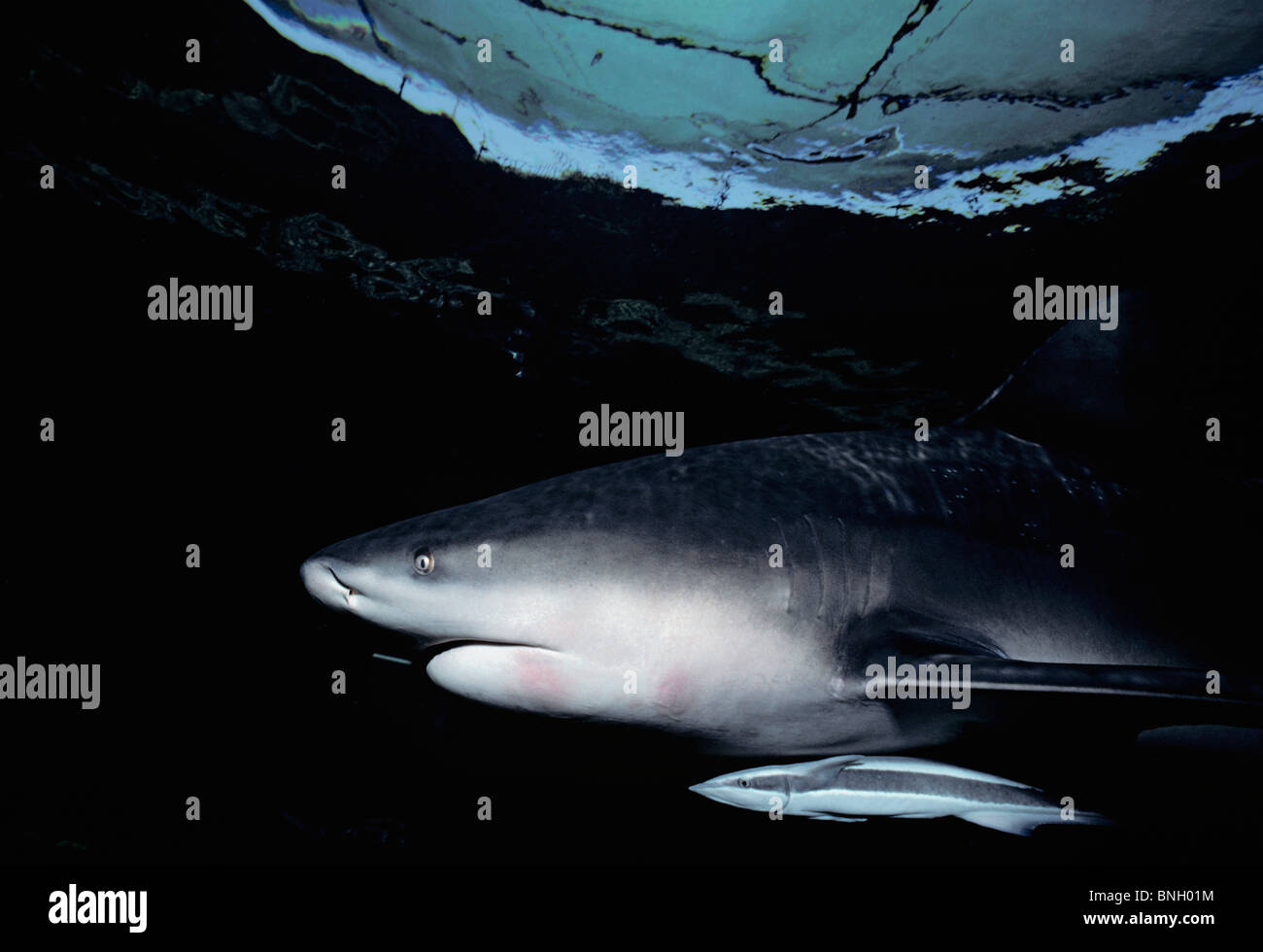 Zambezi Bull Shark (Carcharhinus leucas) and symbiotic Remora, Natal Coast, South Africa - Indian Ocean. Stock Photo