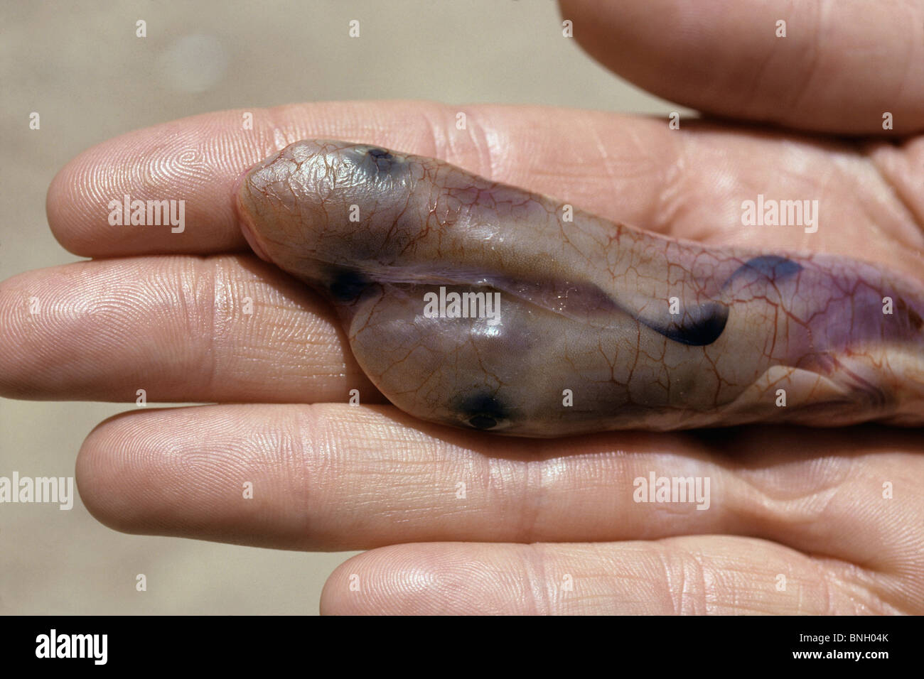 Embryos of Bigeye Houndshark (Iago omanensis) with yolk sac still attached - Red Sea. Stock Photo