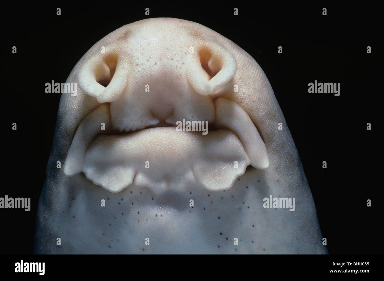 Mouth of Epaulette Shark (Hemiscyllium ocellatum) at night, Australia - West Pacific Stock Photo