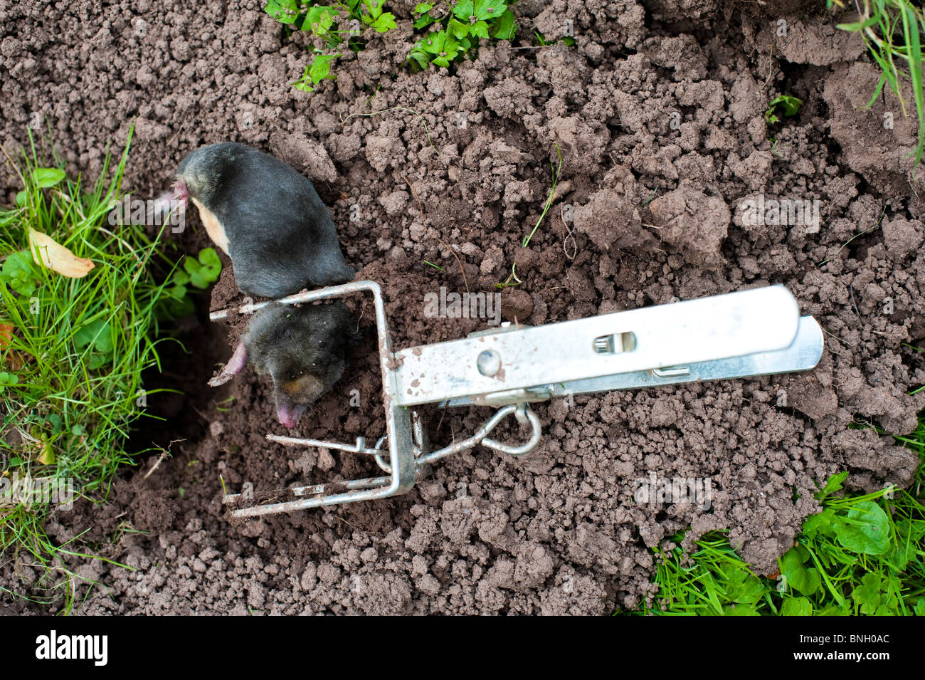 https://c8.alamy.com/comp/BNH0AC/dead-mole-in-trap-BNH0AC.jpg