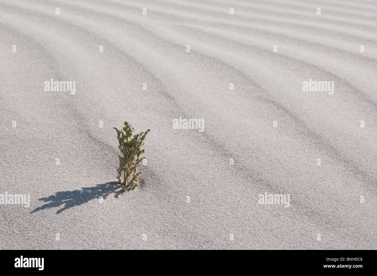 Desert life, Atacama Desert, Chile Stock Photo