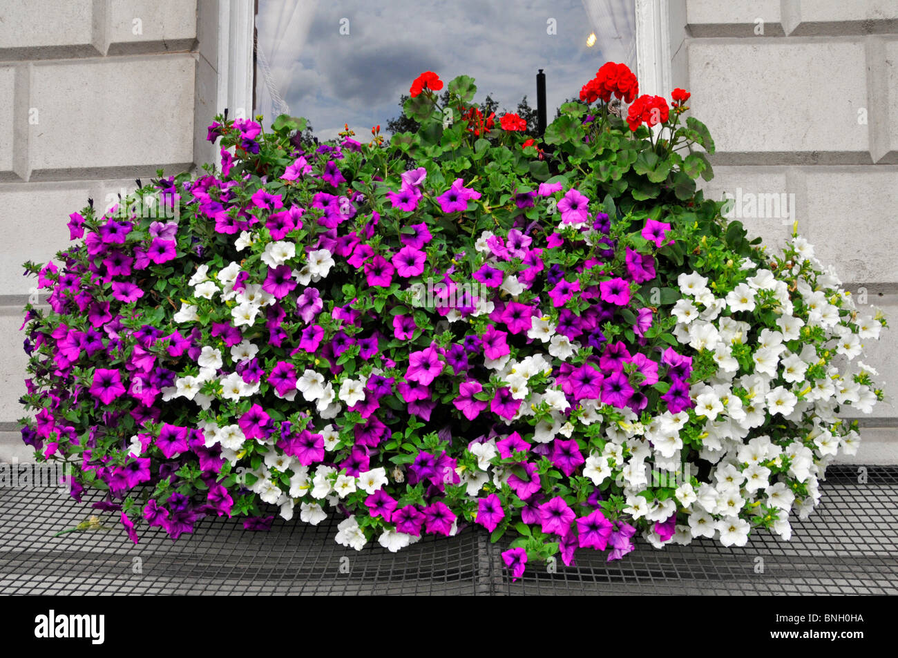 Close Up Of Colourful Display Of Petunias Flowers In Bloom In Window Stock Photo Alamy