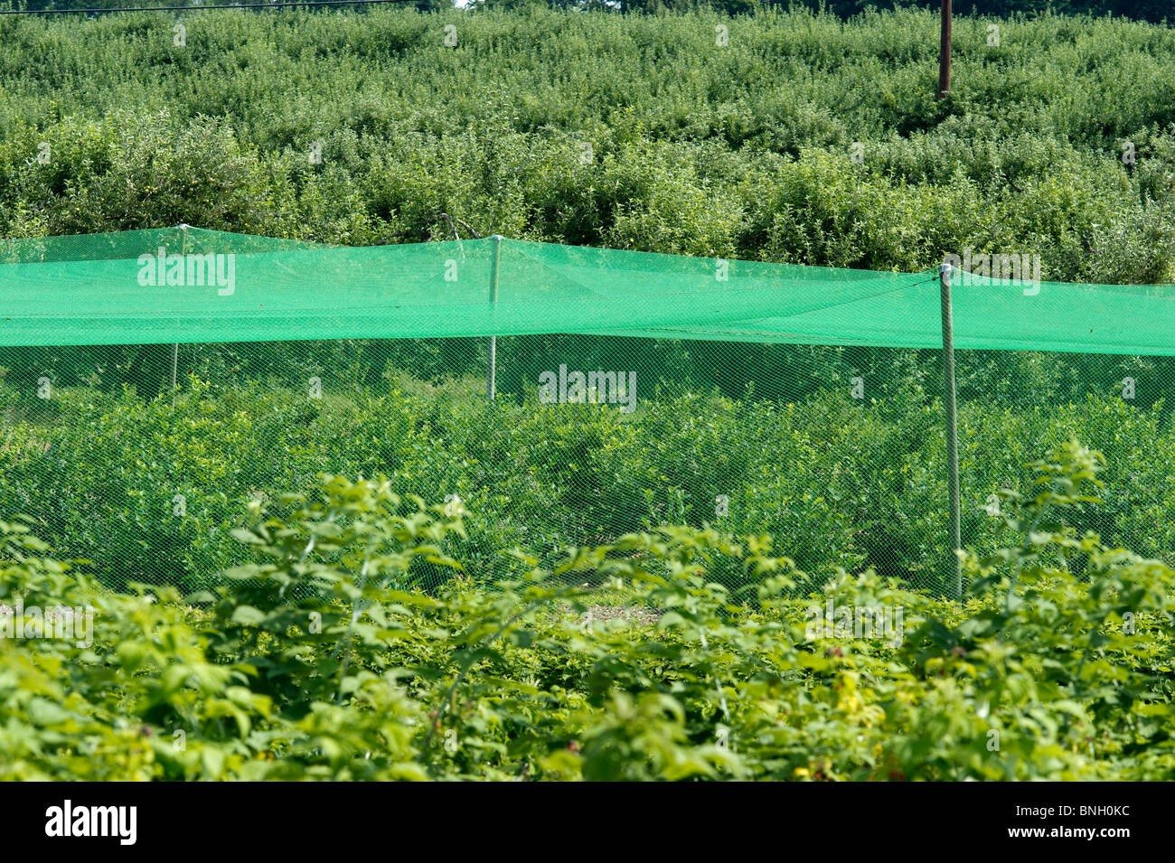 bird netting over blueberries Stock Photo Alamy