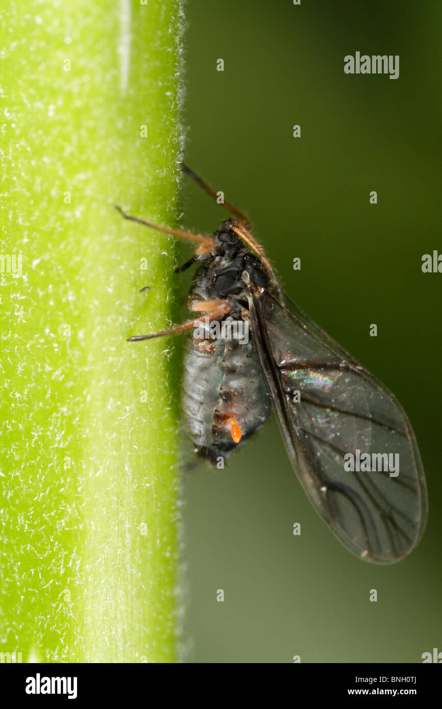 Lachnus roboris, a parasitized aphid Stock Photo