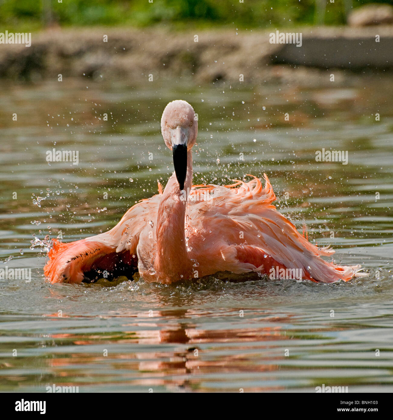 One red rose water splash hi-res stock photography and images - Alamy