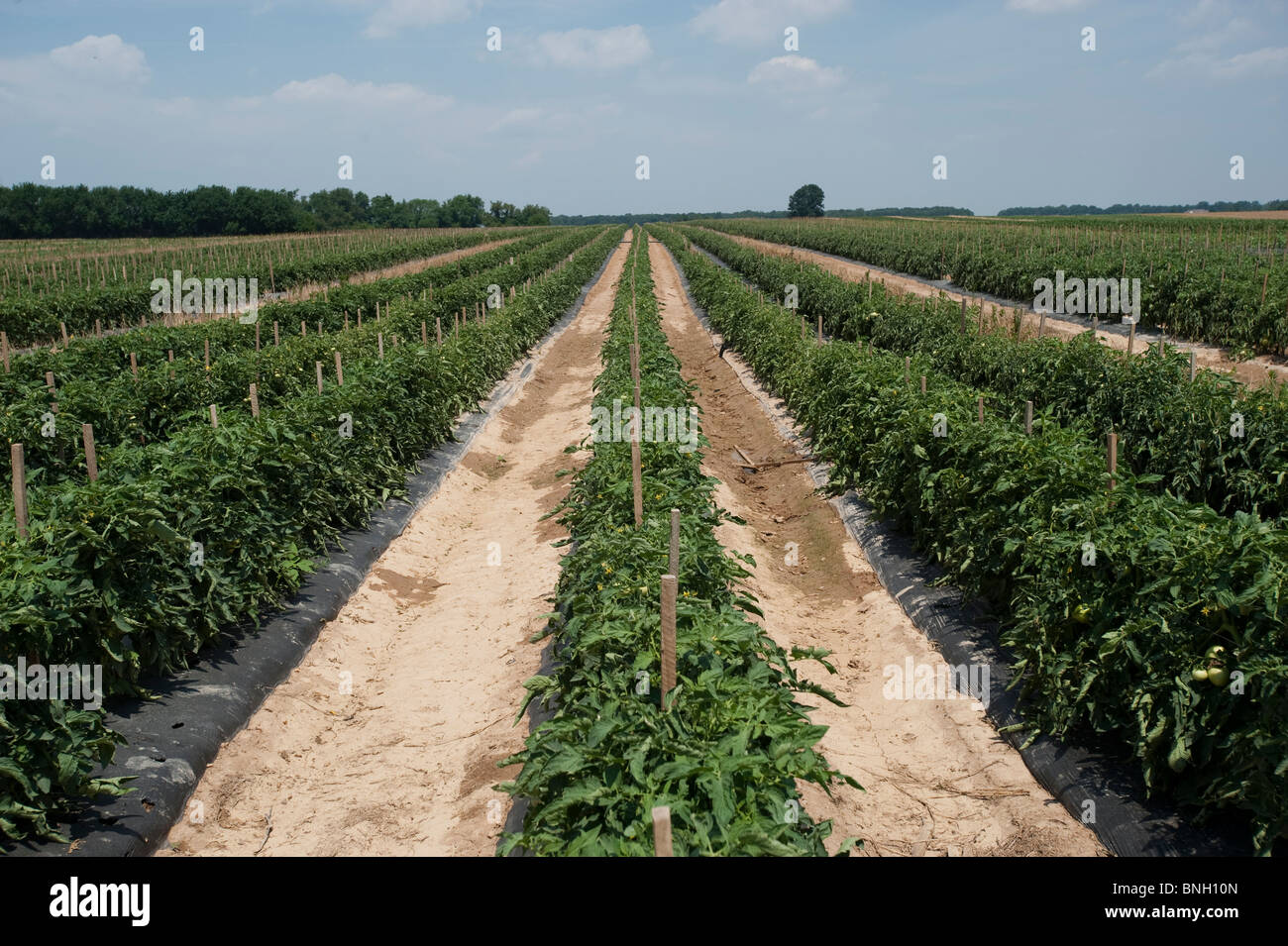 Vegetable field in Sudlersville MD Stock Photo Alamy