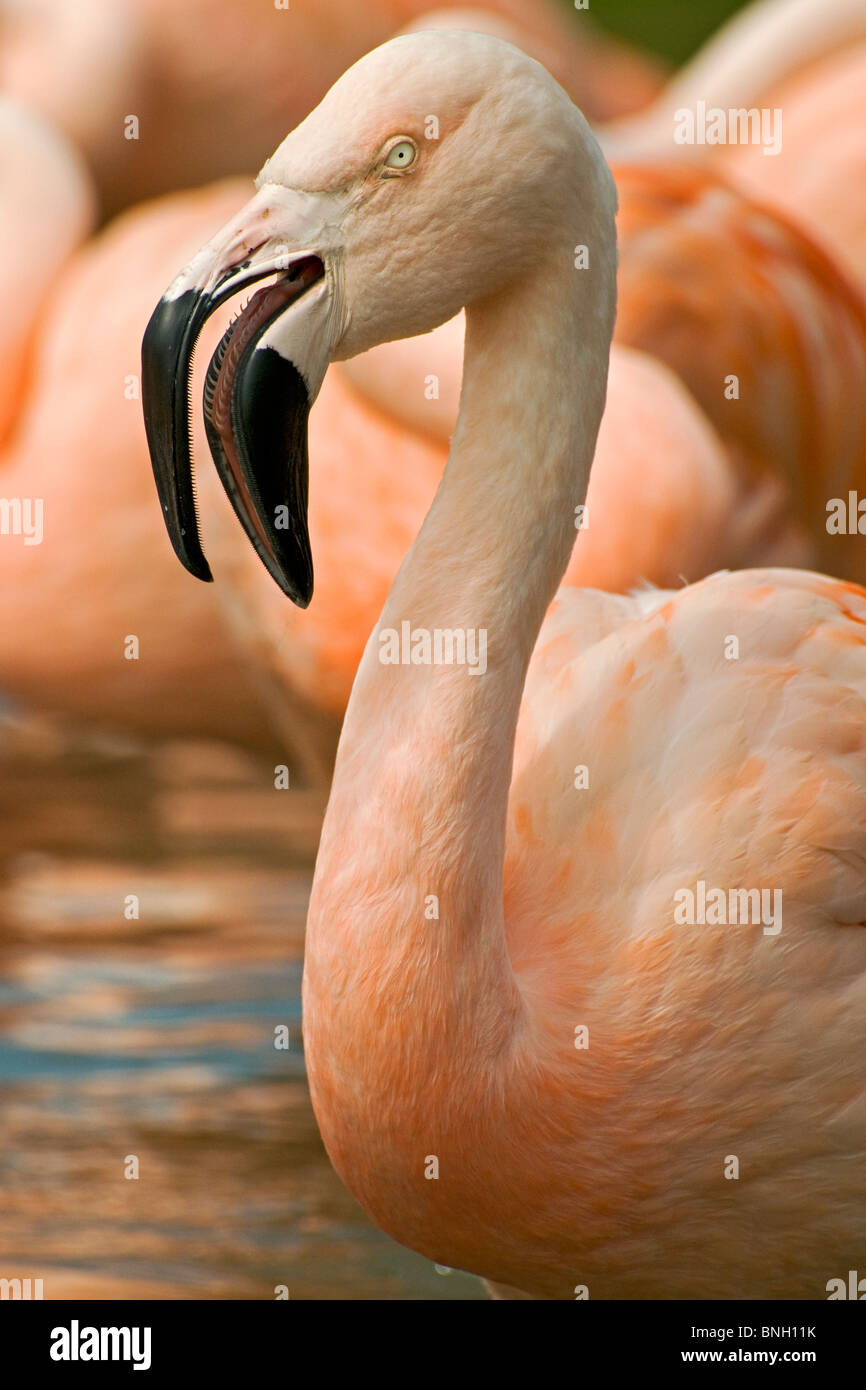 A close-up of a Chilean Flamingo showing the inside of its beak and one eye Stock Photo