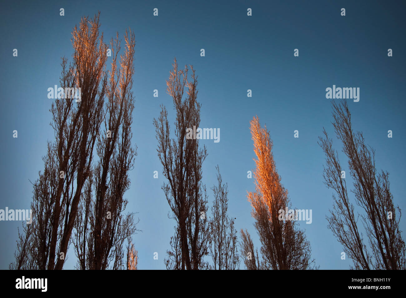 Trees in golden sunset light, Chile Stock Photo