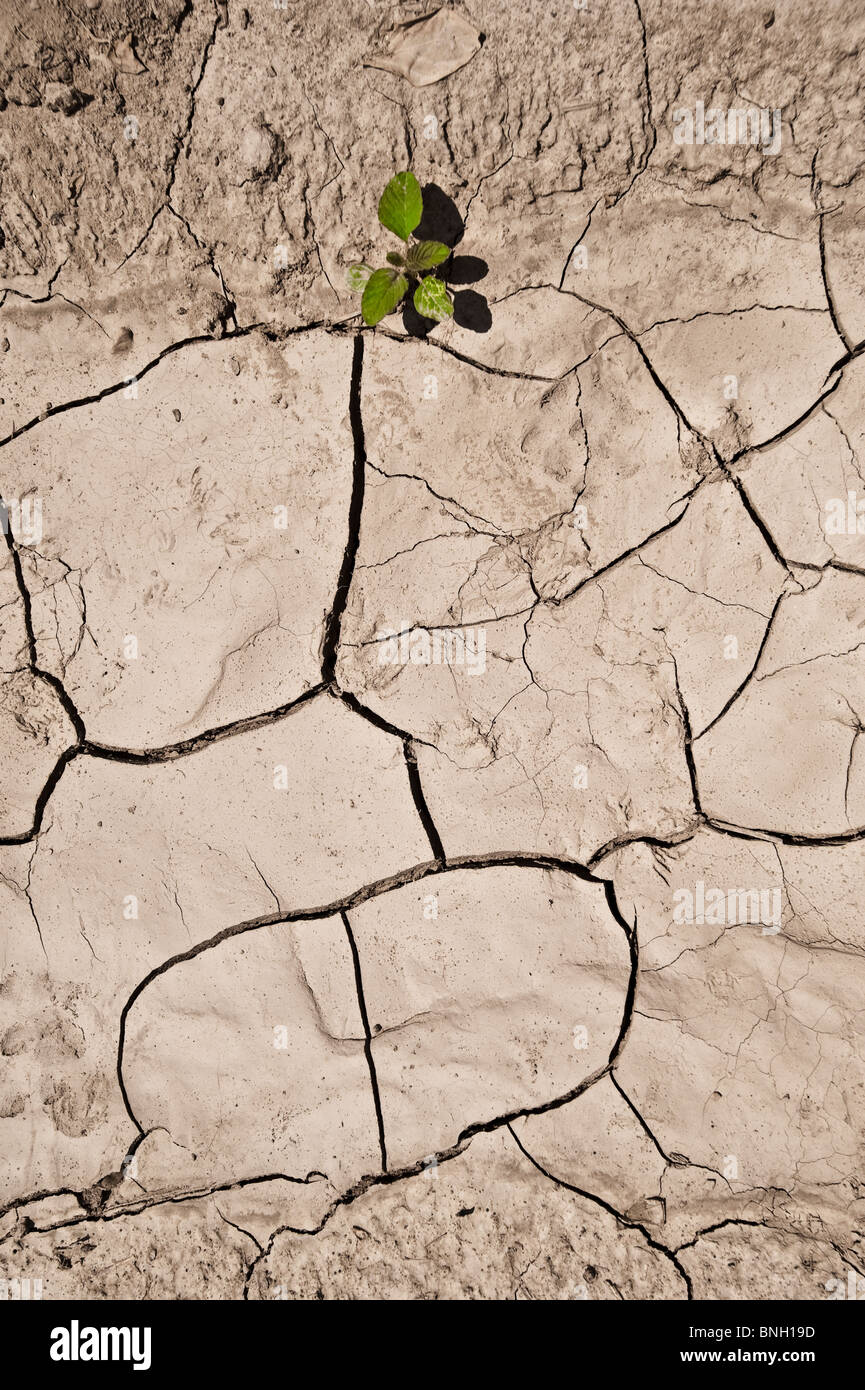 Dry cracked earth, drought with single green plant Stock Photo