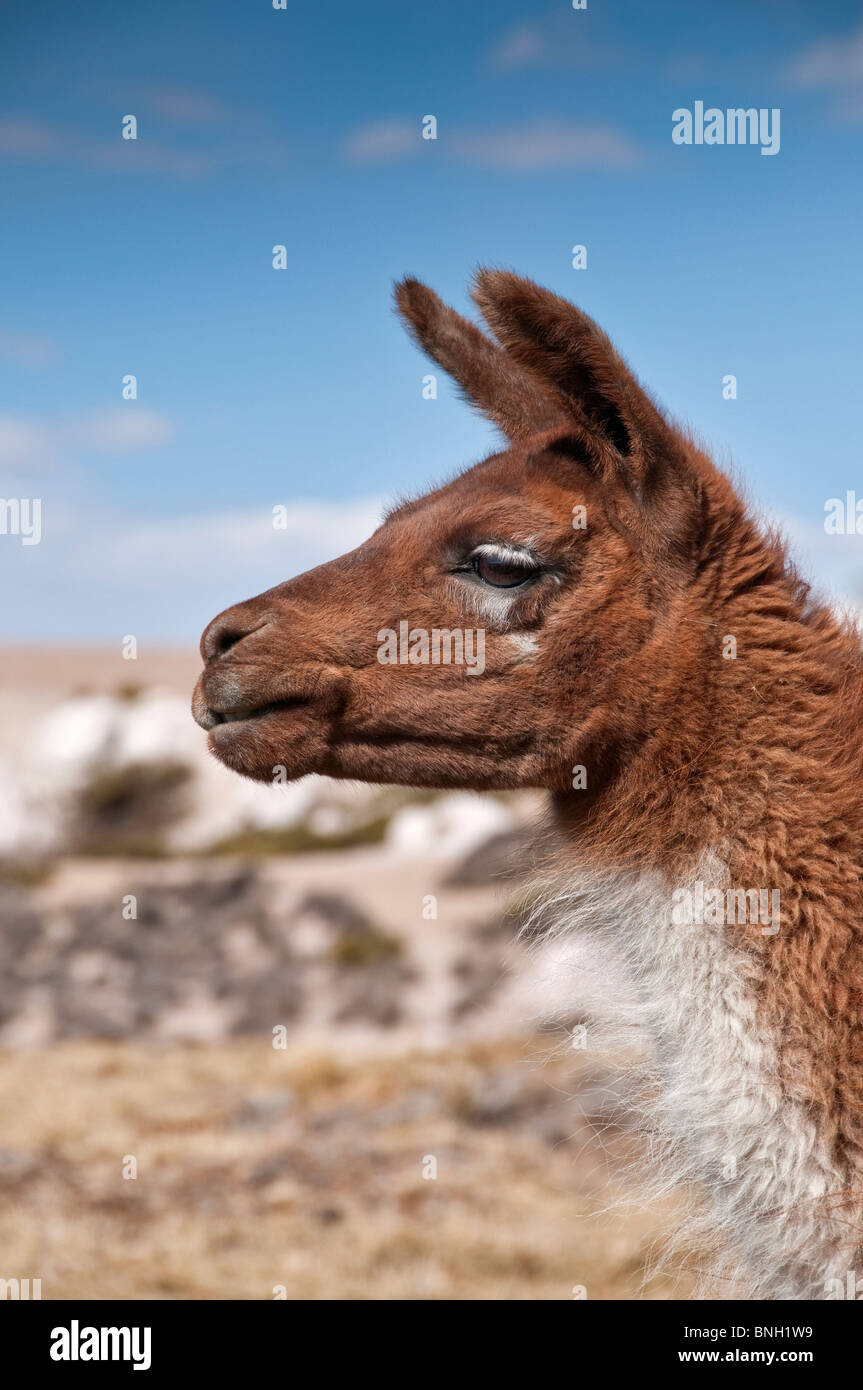 Alpaca, Northern Chile Stock Photo