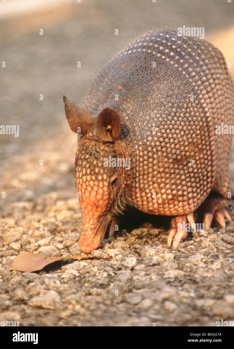 The armadillo is an unusual animal found in the Western United States Stock  Photo - Alamy