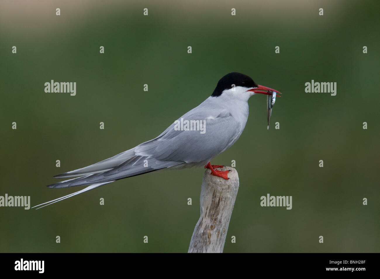 Arctic Tern on a post with a sand eel in beak at Beadnell Bay, Northumberland Stock Photo