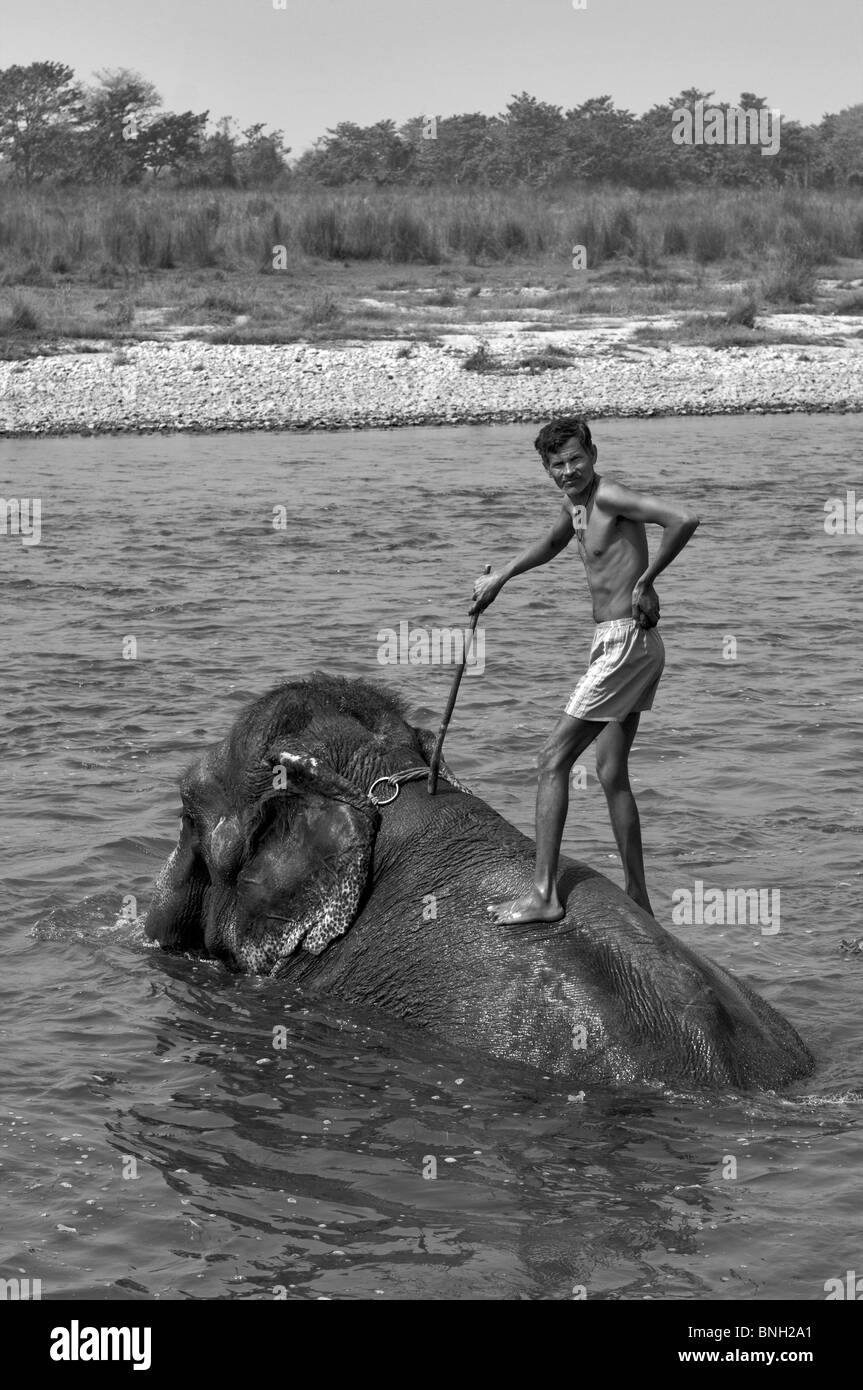 Elephants bathing in Chitwan National Park, Nepal Stock Photo
