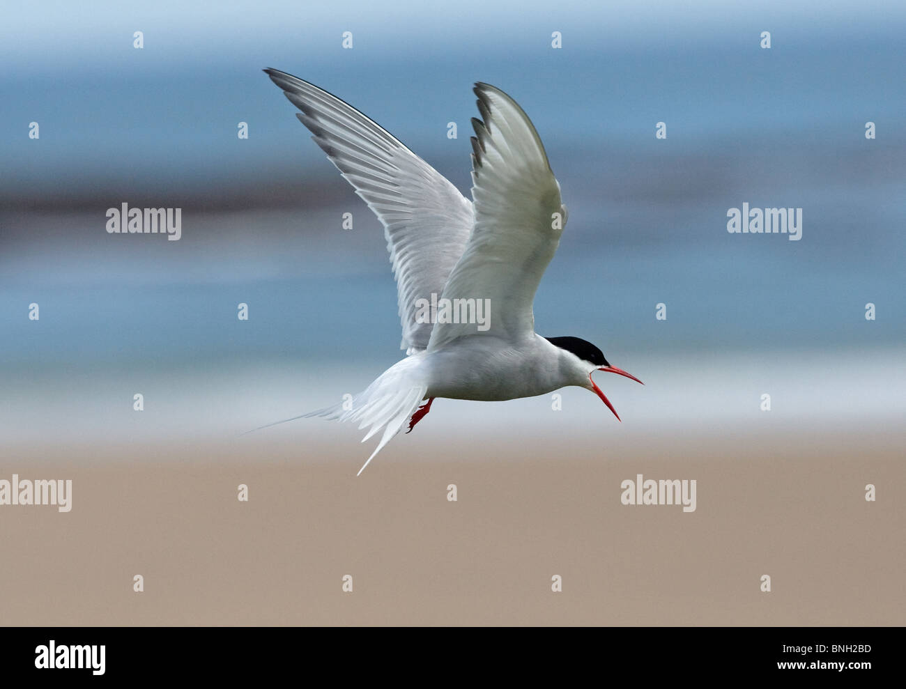 Arctic Tern calling at Beadnell Bay, Northumberland Stock Photo
