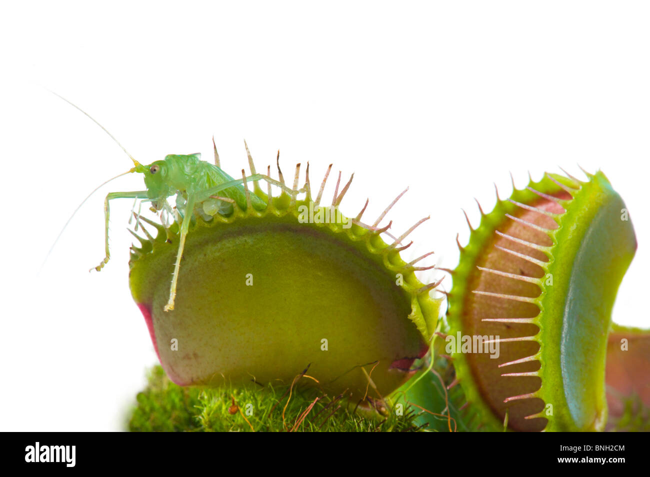 venus flytrap DIONAEA Muscipula USA Carolina green red caught a green grasshopper grass hopper Stock Photo