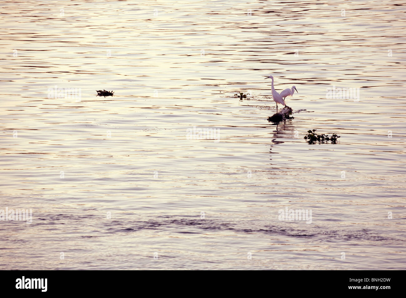 Little egrets on the river Nile, Egypt Stock Photo