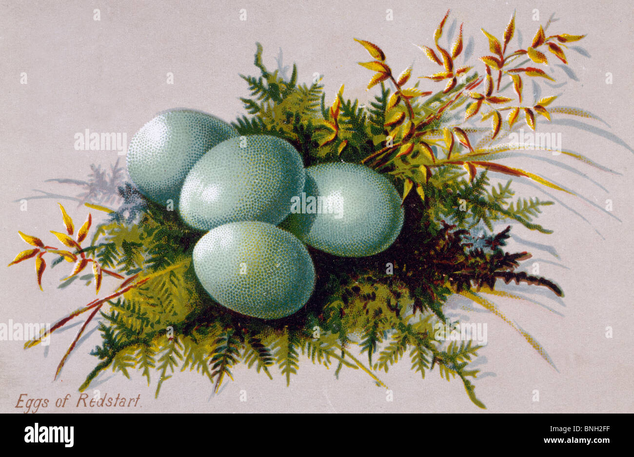 Eggs of Redstart, Nostalgia Cards Stock Photo