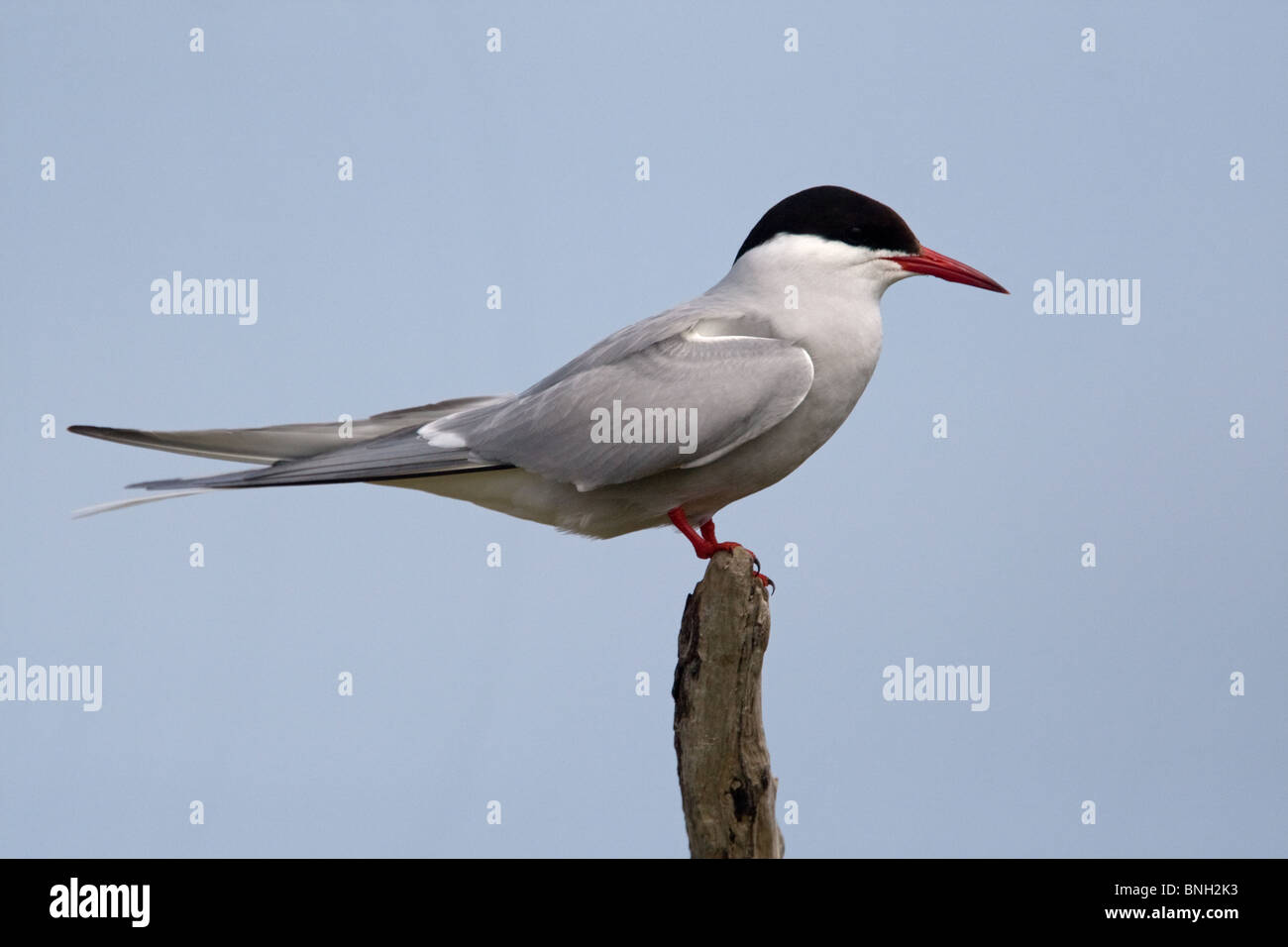 Arctic Tern on a post at Beadnell Bay, Northumberland Stock Photo