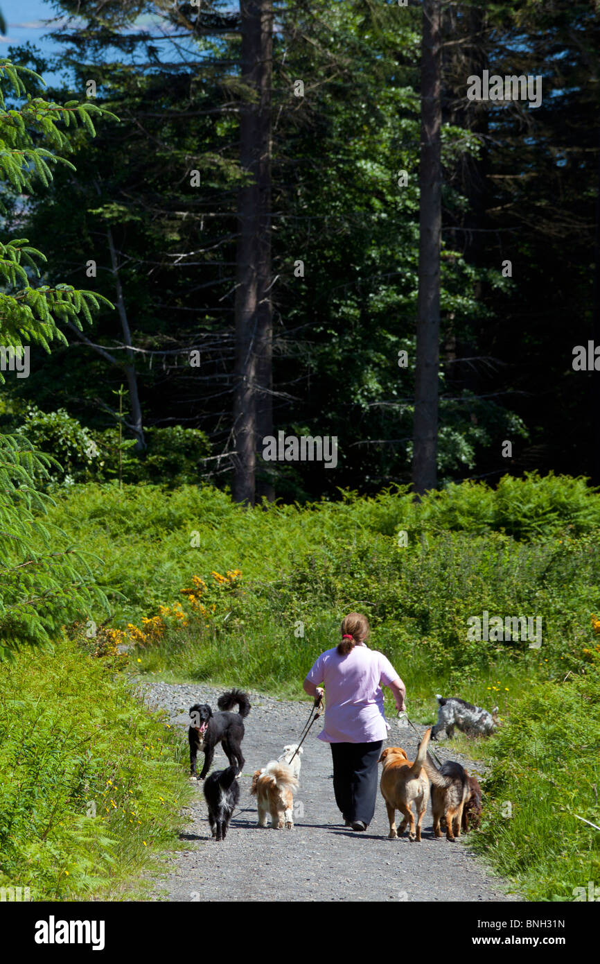 kennel owner walking dogs, Carrickgolligan wood, Kilternan, Dublin