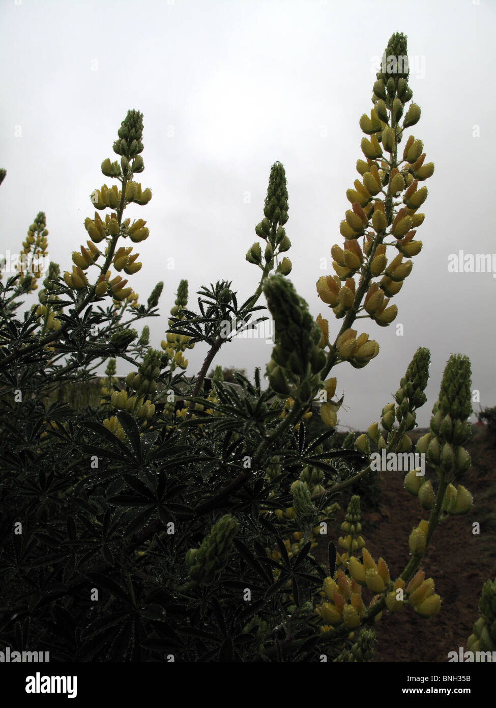 Yellow Tree lupin  (Lupinus arboreus) after rain Stock Photo