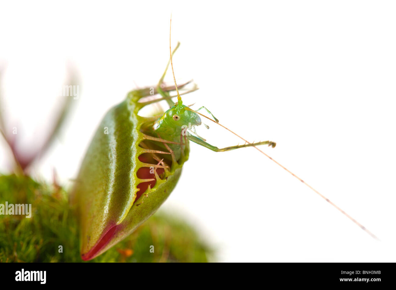 venus flytrap DIONAEA Muscipula USA Carolina green red caught a green grasshopper grass hopper Stock Photo