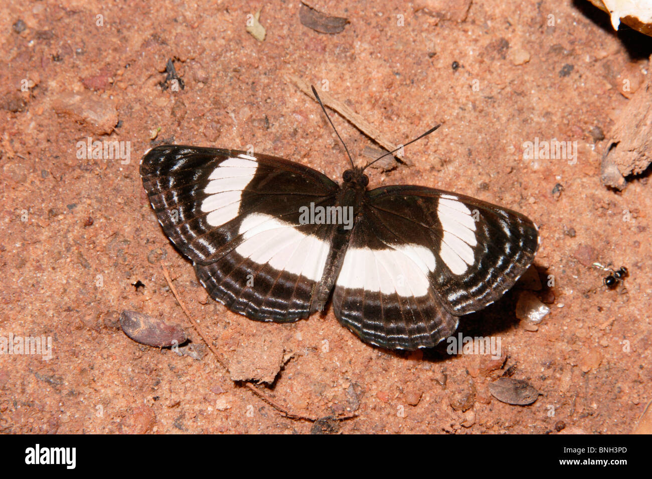 Sailer Butterfly (Neptis nysiades : Nymphalidae) puddling in rainforest, Togo. Stock Photo