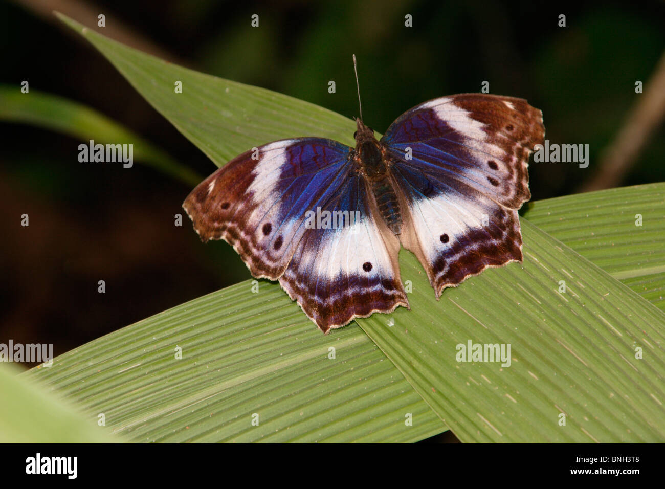 Bluebanded salamis butterfly (Salamis cytora Nymphalidae), female
