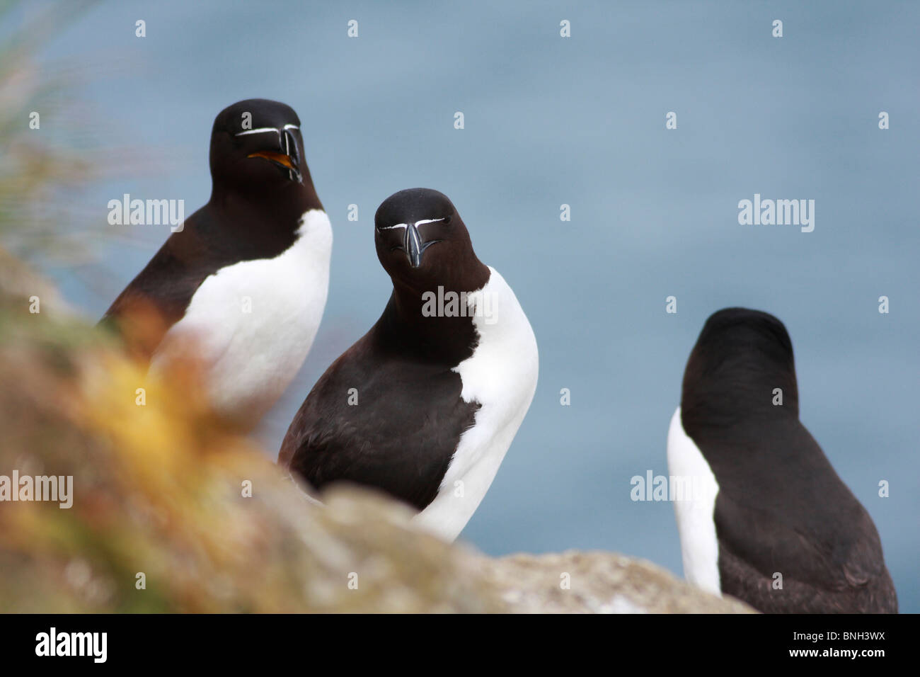 Razorbills on the Cliff Stock Photo