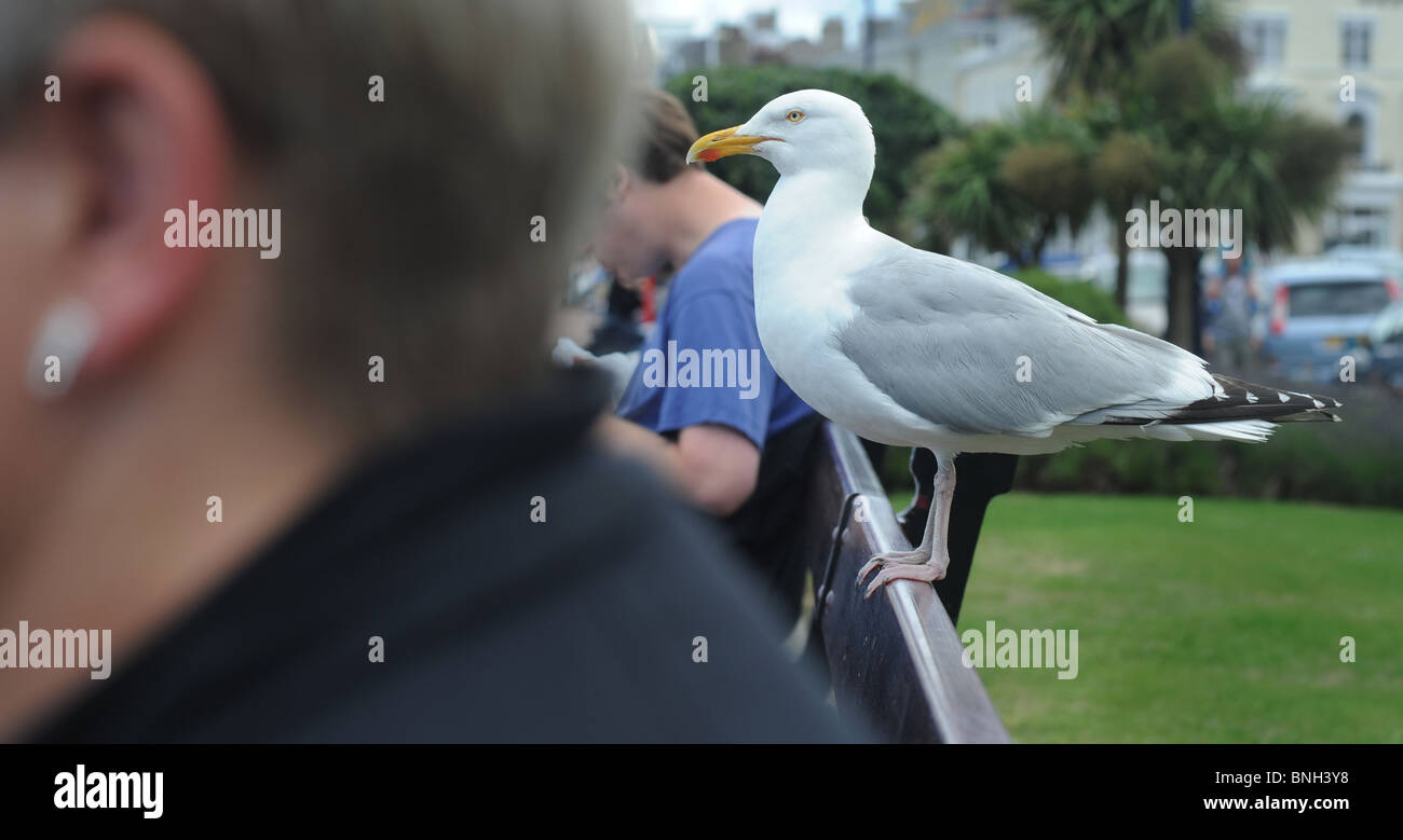 SEAGULL PERCHING ON BENCH BETWEEN PEOPLE ON SEA FRONT UK..... RE SEAGULLS GULL GULLS PESTS BIRDS TAME ANIMALS STEALING FOOD ETC Stock Photo