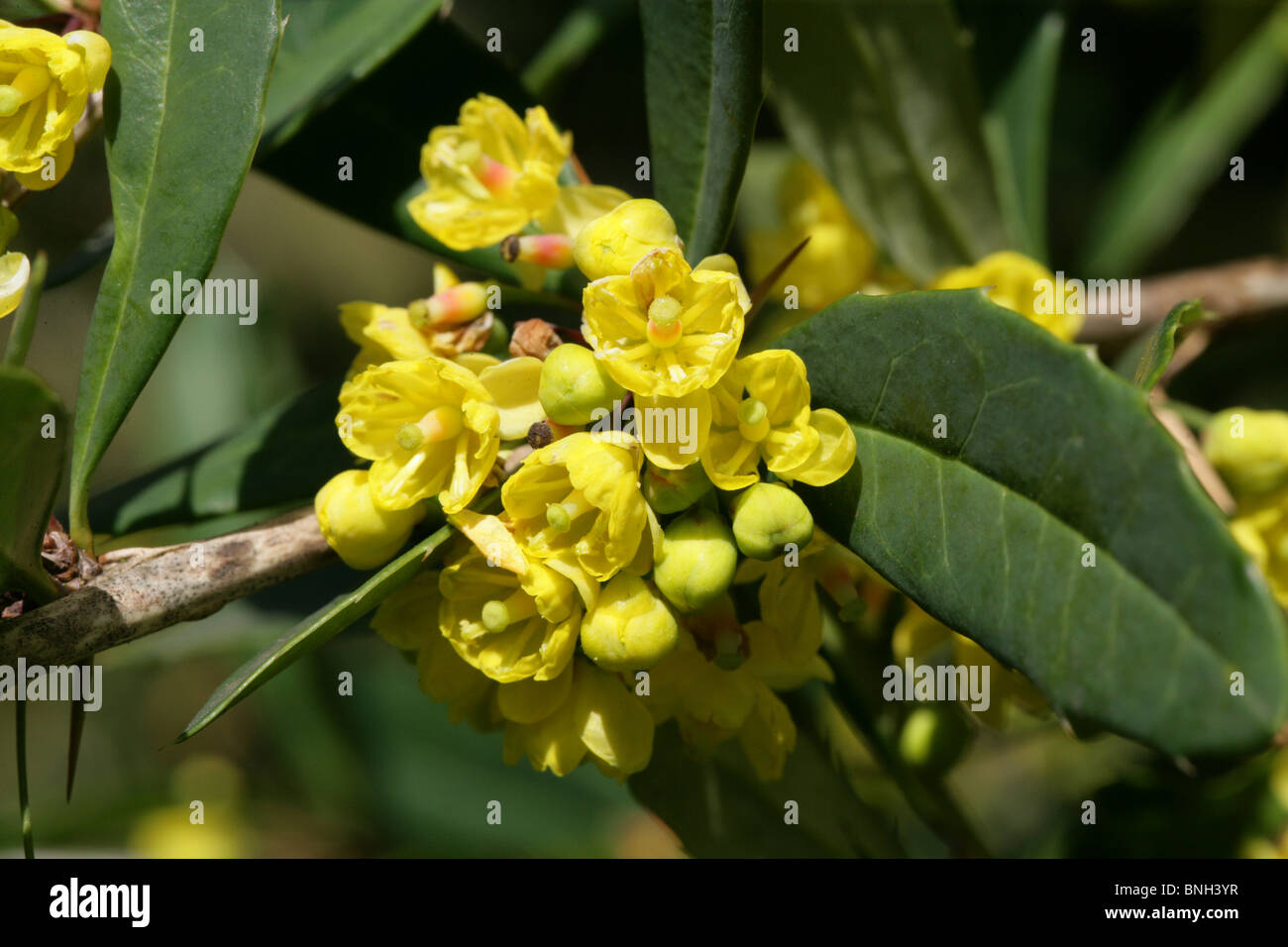 Berberis, Berberis pruinosa var. longifolia, Berberidaceae Stock Photo