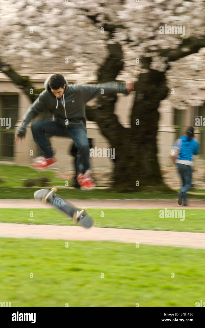 A man rides his skateboard through the University of Washington's Quad and its blooming Yoshino cherry trees. Stock Photo