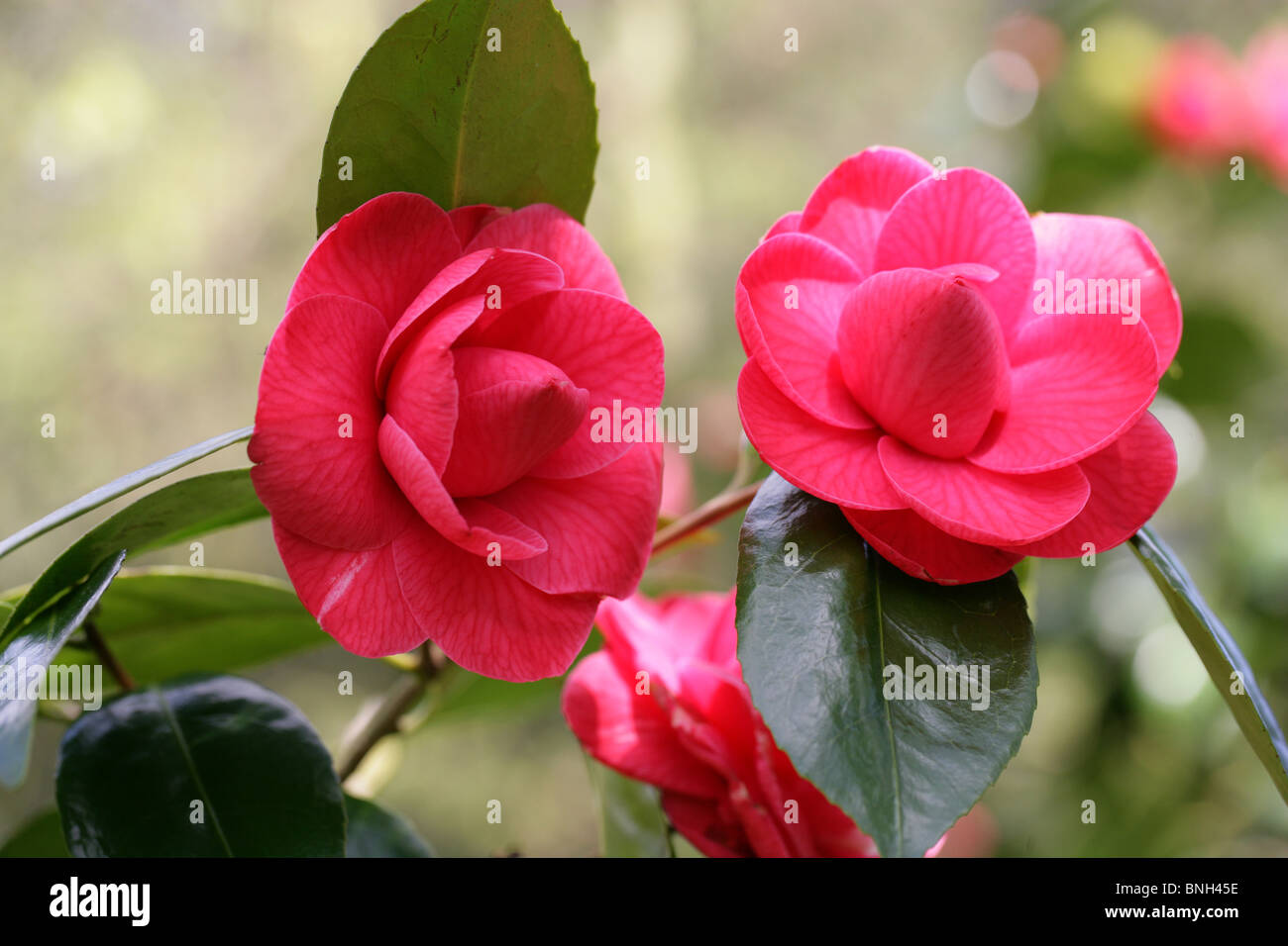 Camellia, Camellia japonica 'Rubescens Major', Theaceae Stock Photo