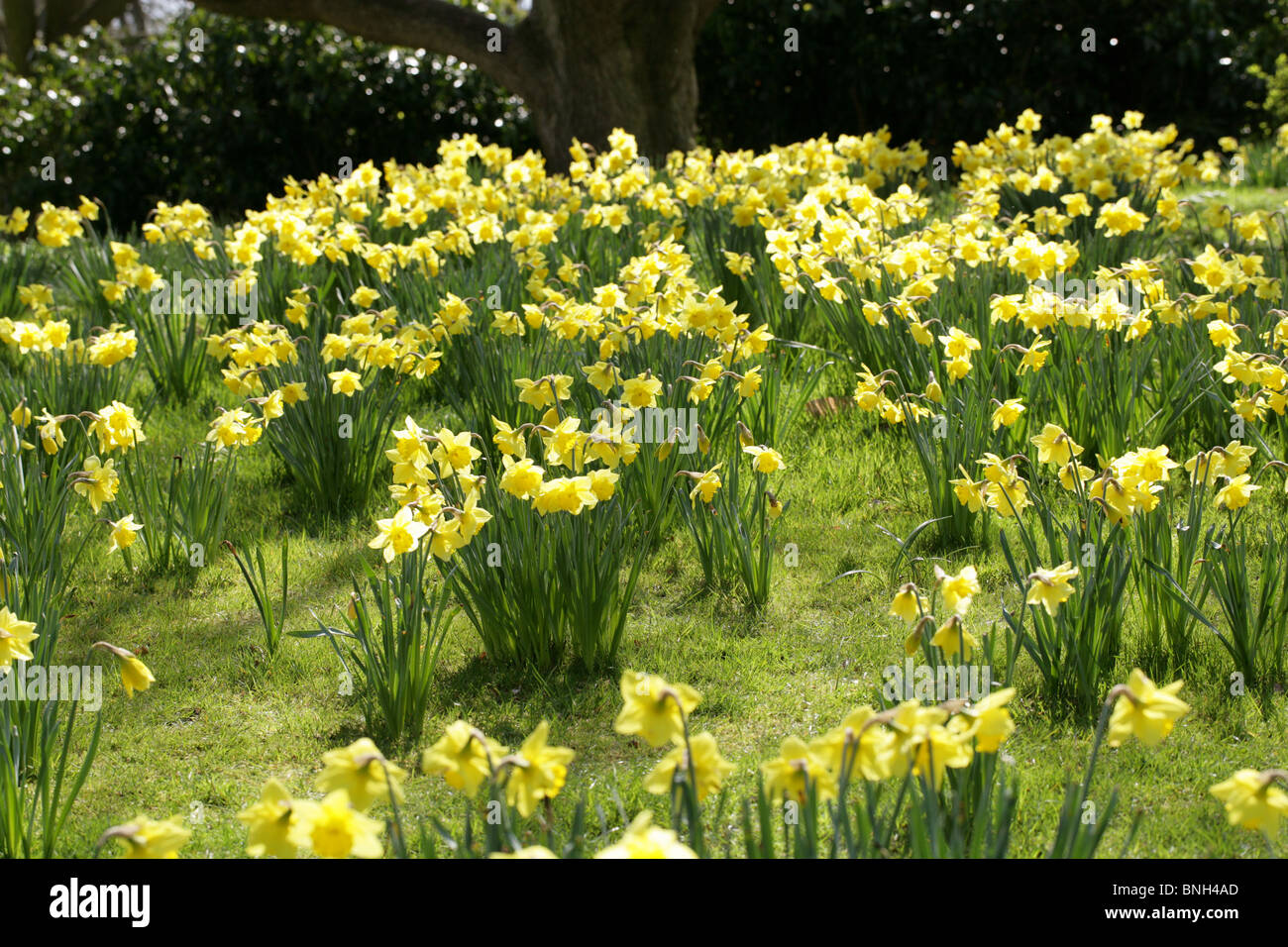 Daffodils, Amaryllidaceae Stock Photo