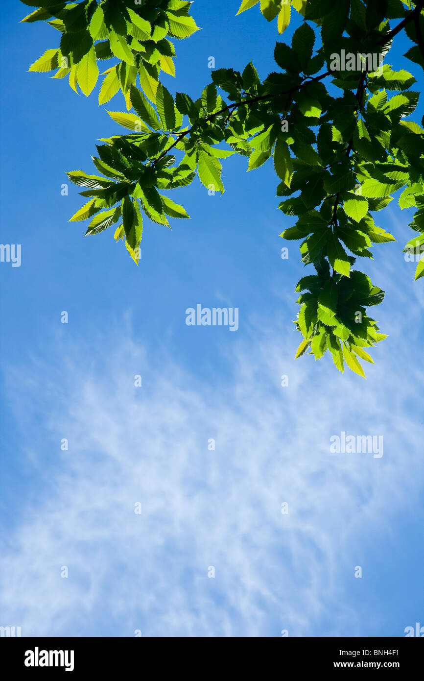 Leafy overhanging branch hi-res stock photography and images - Alamy