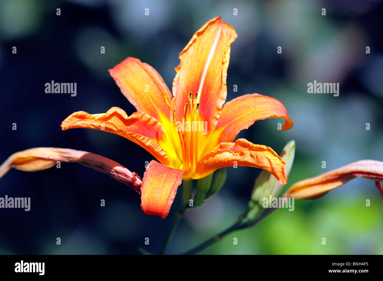 Tiger lily hires stock photography and images Alamy