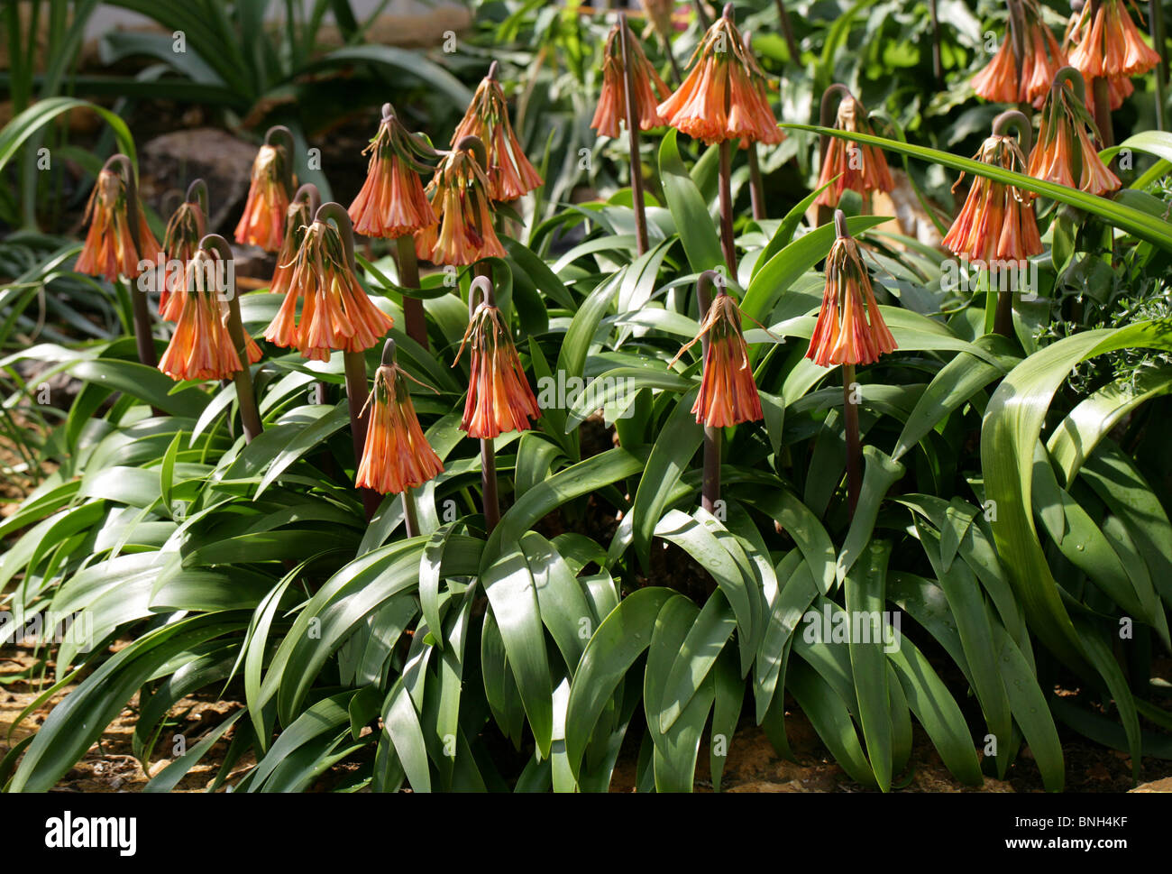 Fire Lily, Cyrtanthus falcatus, Amaryllidaceae, Natal, South Africa Stock Photo