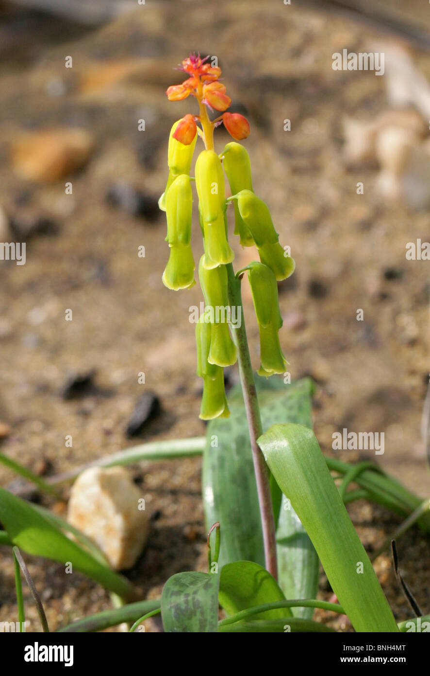 Cape Cowslip, Lachenalia aloides var. quadricolor, Hyacinthaceae, Cape Province, South Africa Stock Photo
