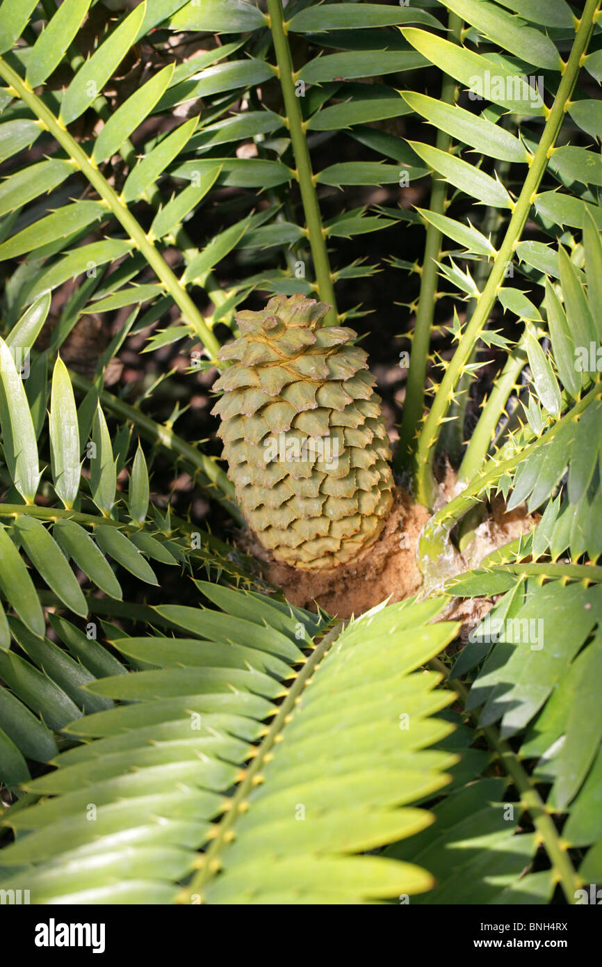 Lebombo Cycad, Piet Relief Cycad or Zululand Cycad, Encephalartos lebomboensis, Zamiaceae, South Africa. Endangered Species. Stock Photo