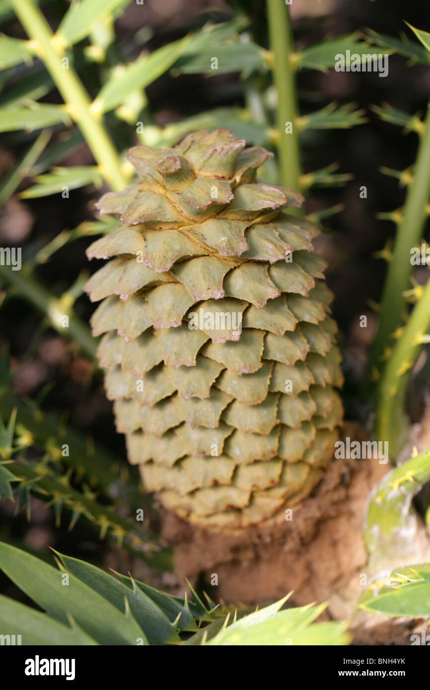 Lebombo Cycad, Piet Relief Cycad or Zululand Cycad, Encephalartos lebomboensis, Zamiaceae, South Africa. Endangered Species. Stock Photo