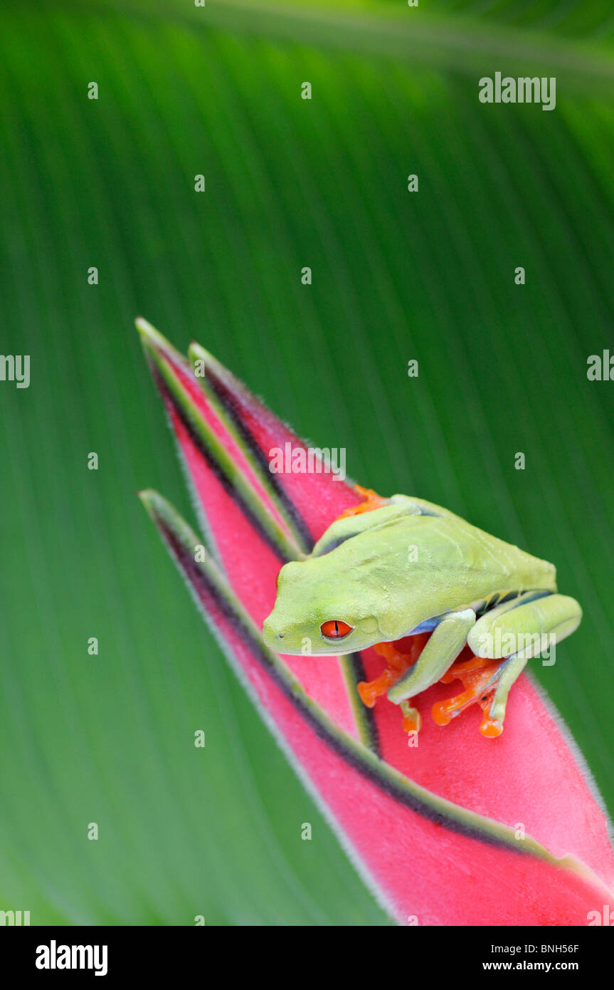 Red-eyed Tree Frog, Agalychnis callidryas, on a heliconia flower, Chilamate, Costa Rica. Stock Photo