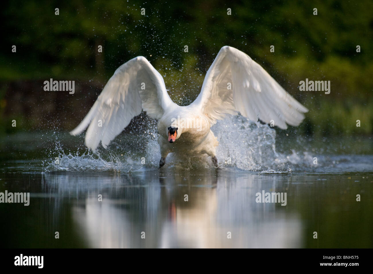 Mute Swan taking off from water Stock Photo