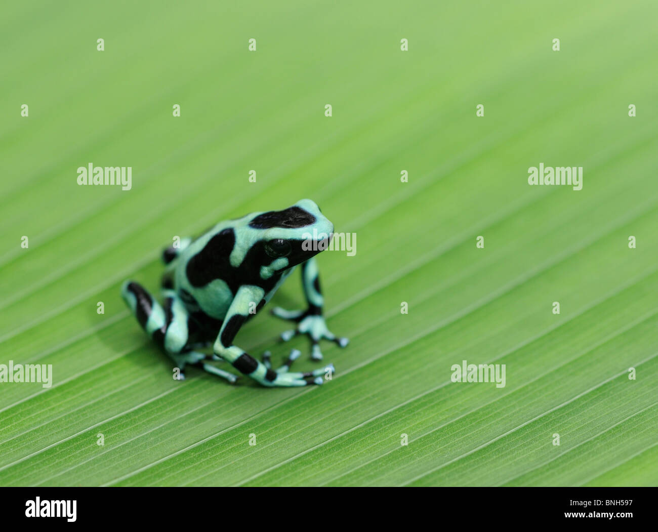 Green and Black Poison Frog, Dendrobates auratus, in rainforest, Chilamate, Costa Rica Stock Photo