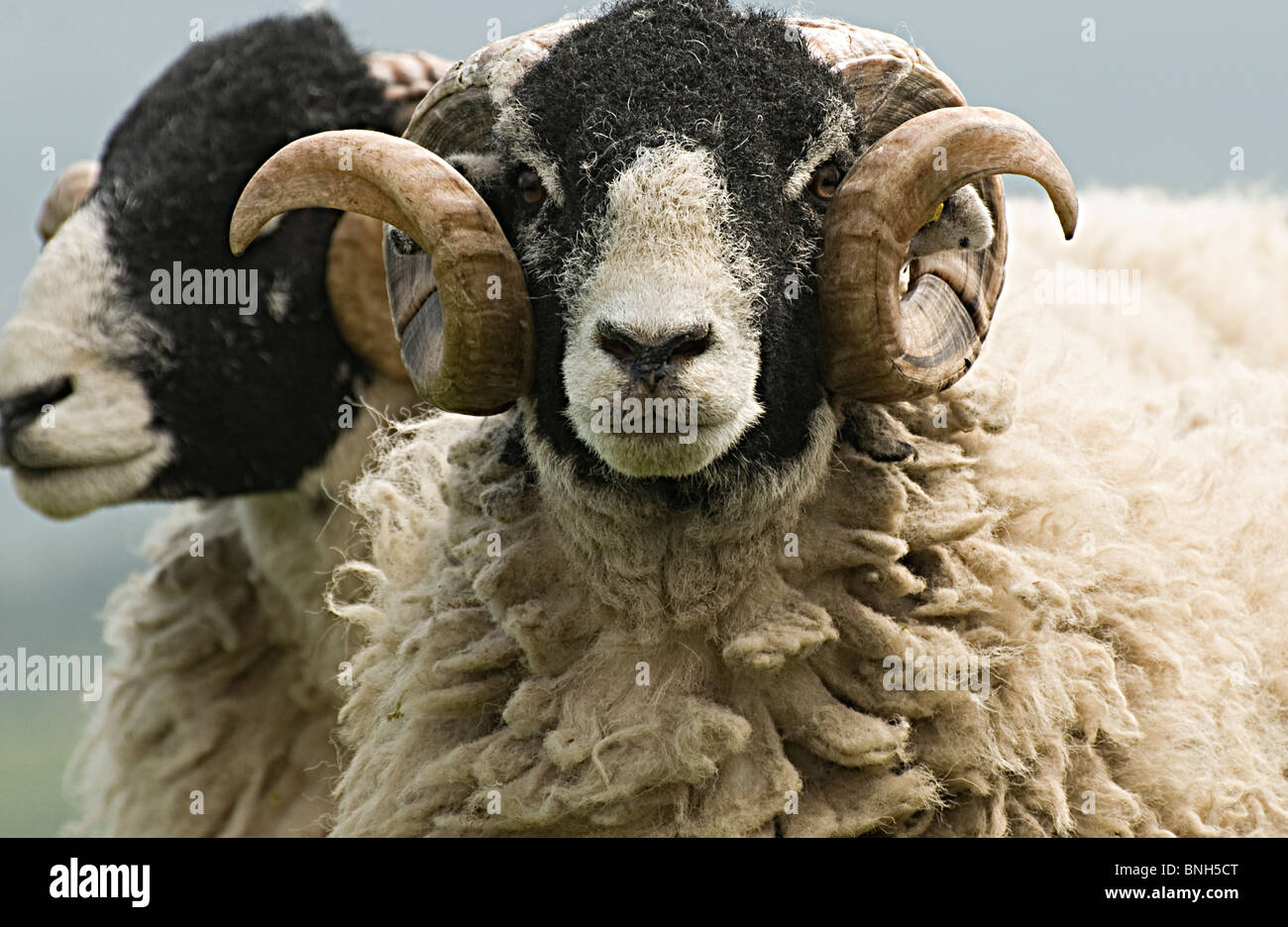 Swaldale Ram looking at camera with strong curled horns, his mate is behind him. Stock Photo