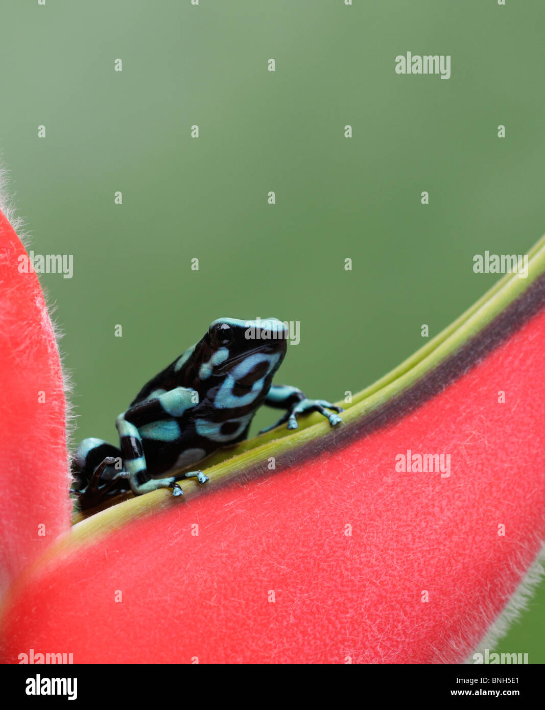 Green and Black poison dart frog, Dendrobates auratus, Selva Verde, Costa Rica Stock Photo