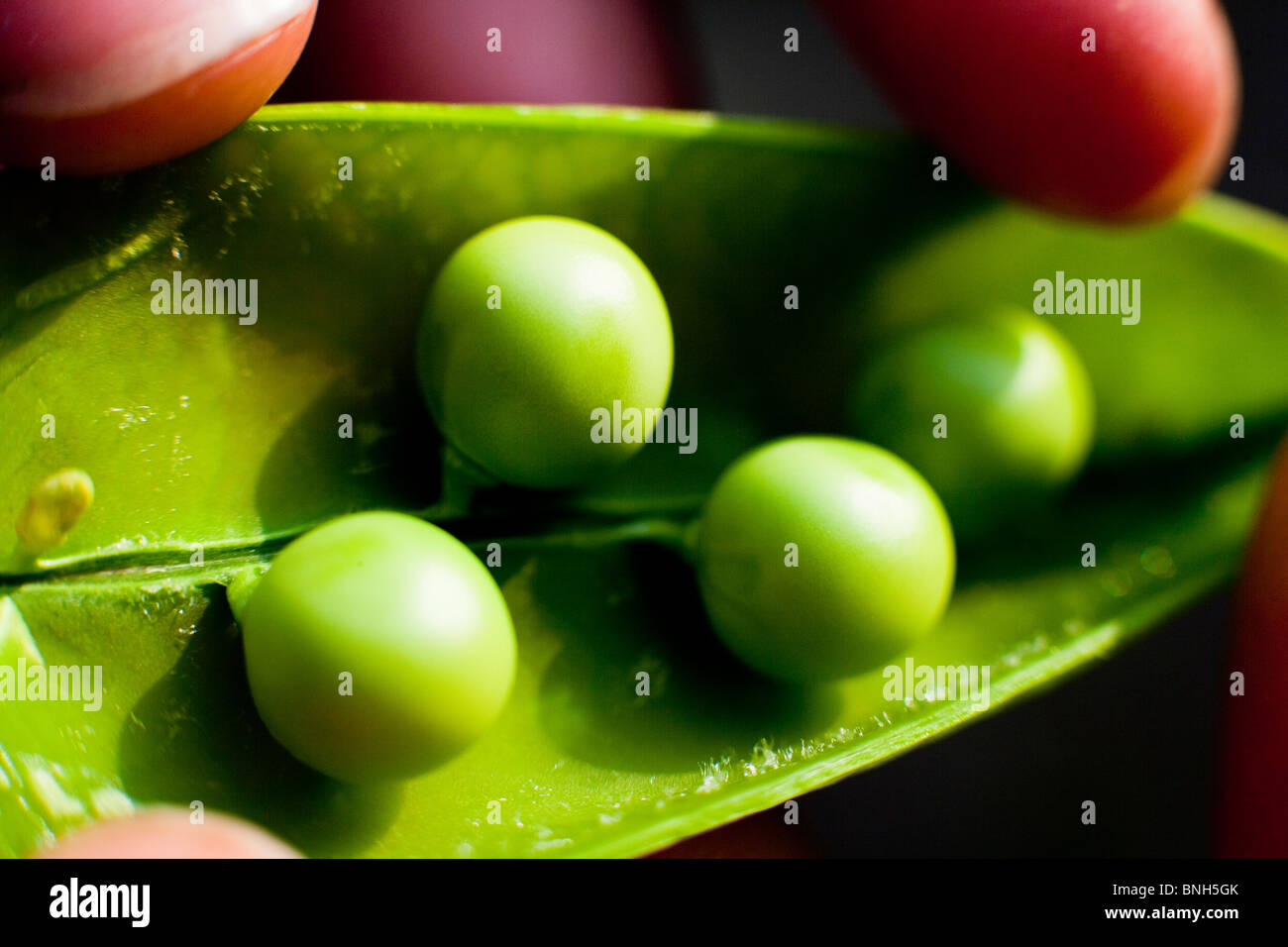 Fresh green peas in pod Stock Photo Alamy