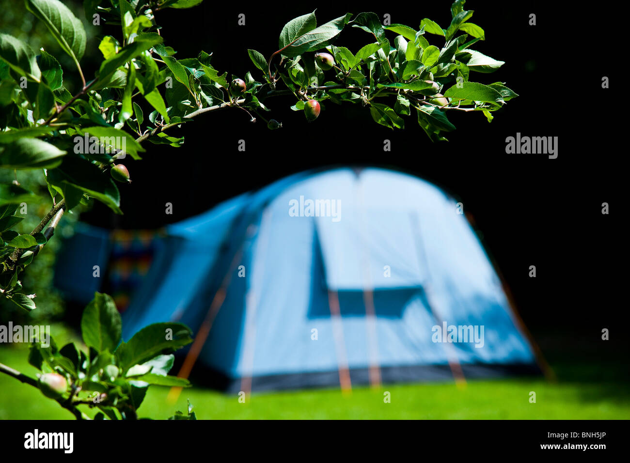 Woodland farm campsite, Kent. View of tent pitched in grassy clearing in the woods Stock Photo