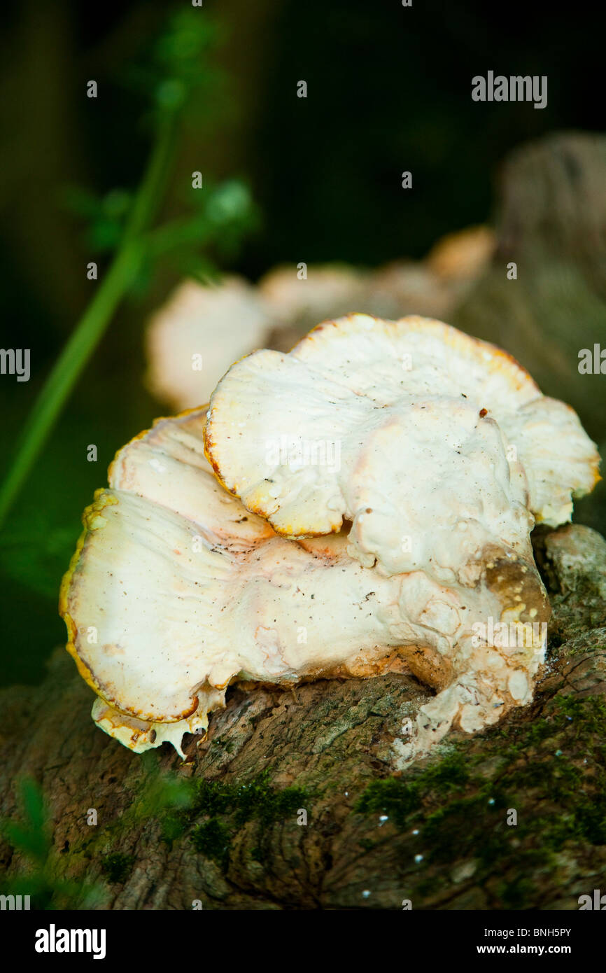 Mushroom growing on log in the forest Stock Photo