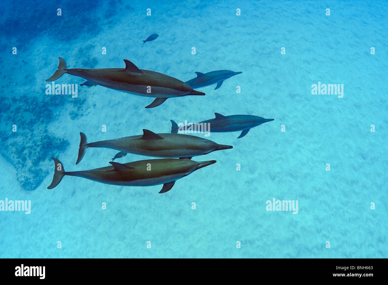 Hawaiian spinner dolphins, Stenella longirostris, Honomalino Bay, Milolii, Big Island, Hawaii, USA, Pacific Ocean Stock Photo
