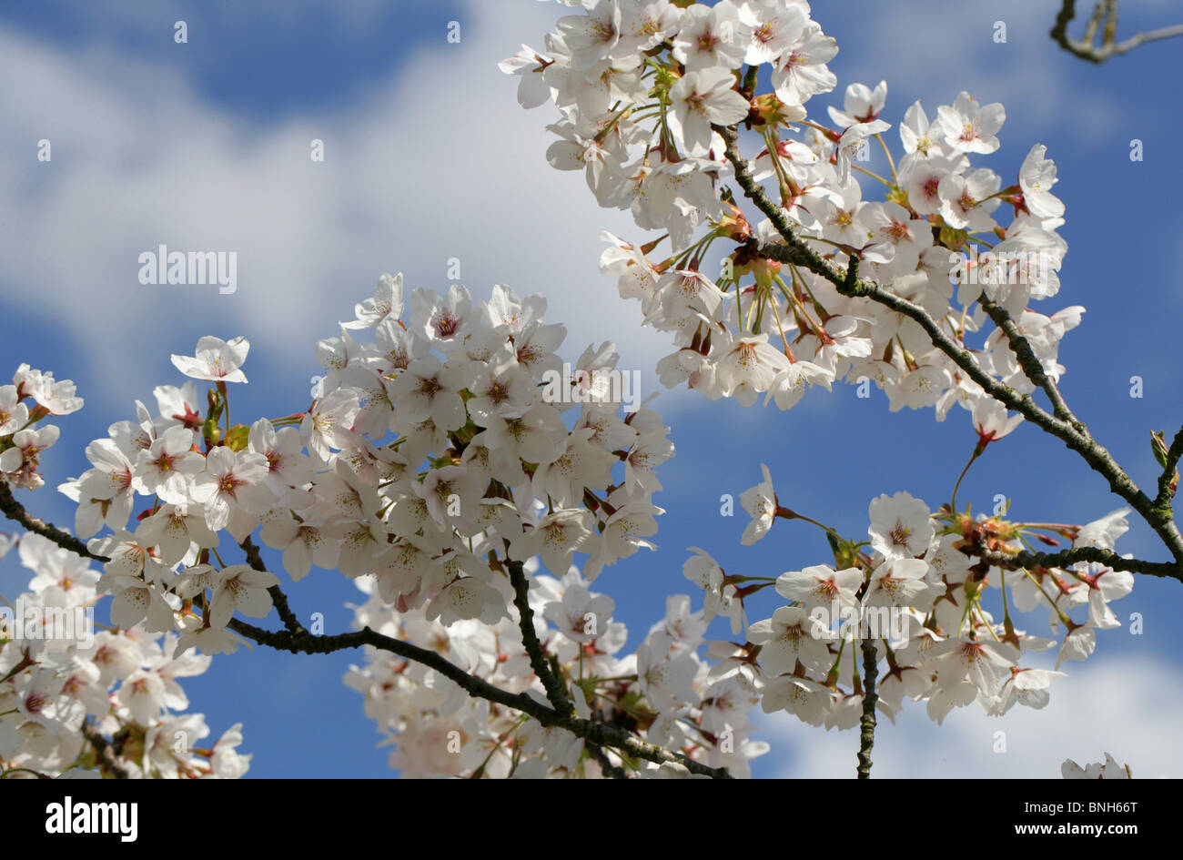 Yoshino Flowering Cherry, Prunus x yedoensis, Rosaceae, Japan Stock ...